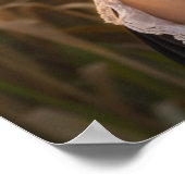 NETHERLANDS - DUTCH POSTER (Hoek)