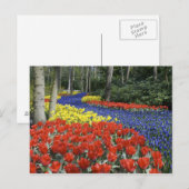 Netherlands, Holland, Lisse, Keukenhof Gardens Briefkaart (Voorkant / Achterkant)