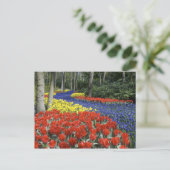 Netherlands, Holland, Lisse, Keukenhof Gardens Briefkaart (Staand voorkant)