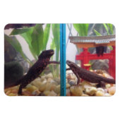 Netten die de magneet bereiken (Horizontaal)