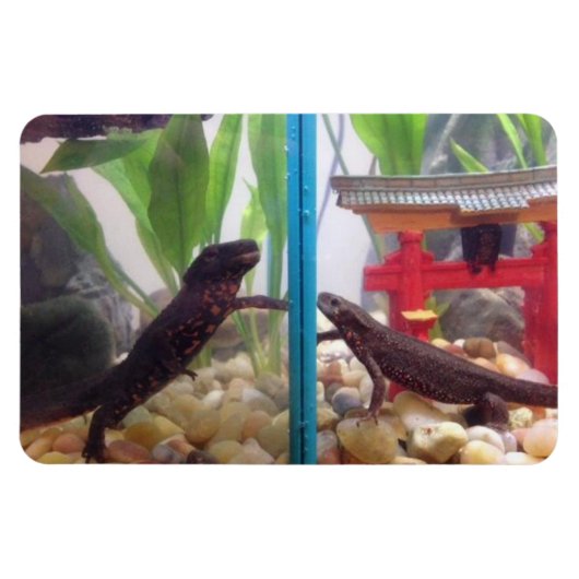 Netten die de magneet bereiken (Horizontaal)