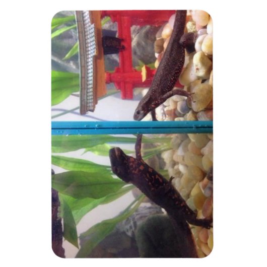 Netten die de magneet bereiken (Verticaal)