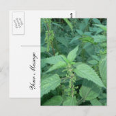 Netten vastzetten briefkaart (Voorkant / Achterkant)