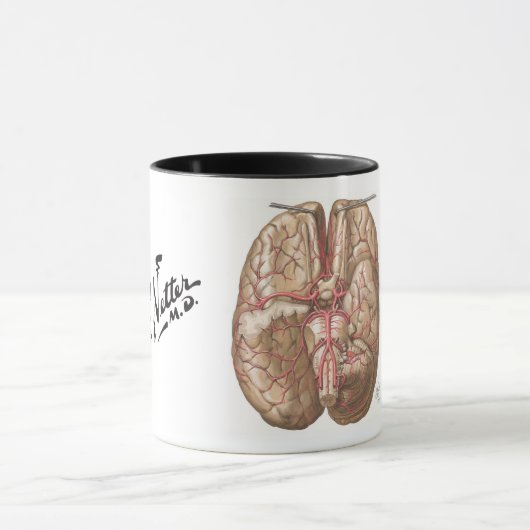 Netter Basal View of Brain - Mug Mok (Midden)