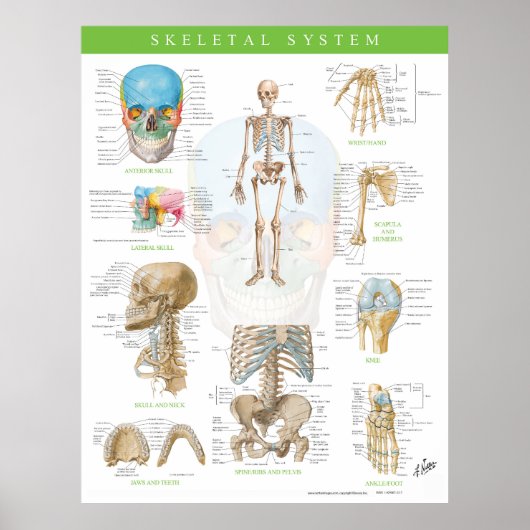 Netter Skelet Systeem Poster (Voorkant)