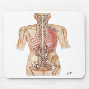 Netter Spine-Muismat Muismat