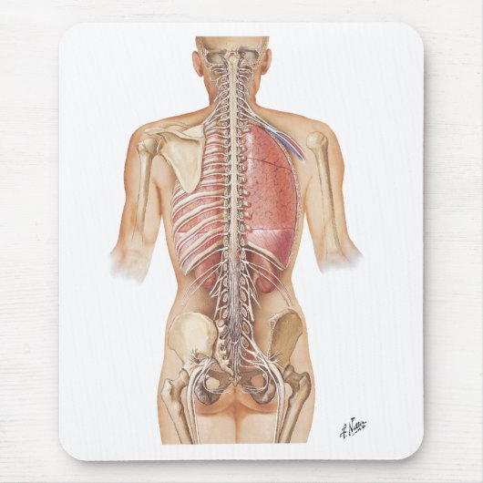 Netter Spine-Muismat Muismat (Voorkant)