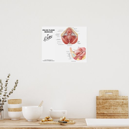 Netter's bekkenbodemspieren poster (Keuken)
