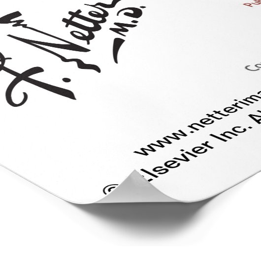 Netter's pelvic diaphragm - gelabeld diagram poster (Hoek)