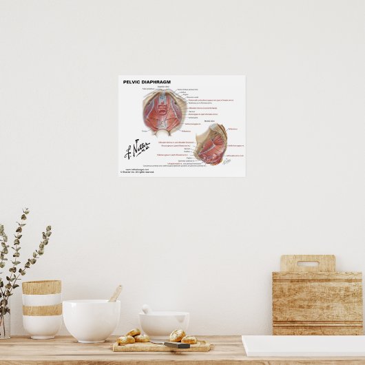 Netter's pelvic diaphragm - gelabeld diagram poster (Keuken)