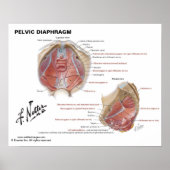 Netter's pelvic diaphragm - gelabeld diagram poster (Voorkant)