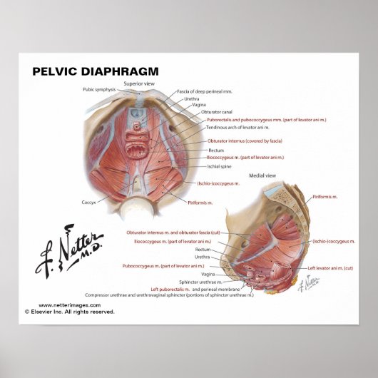 Netter's pelvic diaphragm - gelabeld diagram poster (Voorkant)