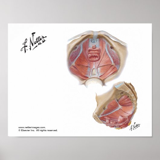 Netter's Pelvic Floor Poster (Voorkant)