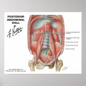 Netter's Posterior Abdominal Wall - gelabeld diagr Poster (Voorkant)