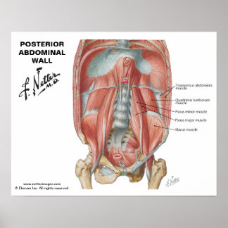 Netter's Posterior Abdominal Wall - gelabeld diagr Poster