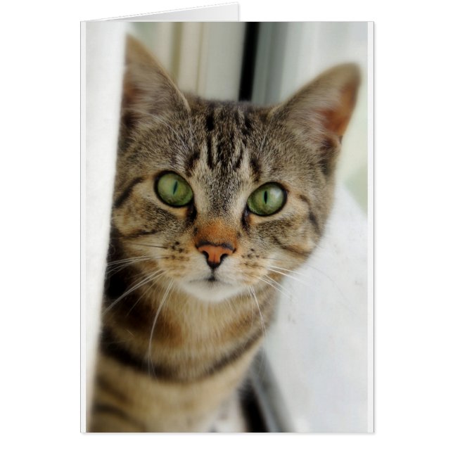 neugierige Katze (Voorkant)