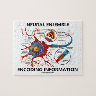 Neurale Ensemble Encoding Information Neuron Legpuzzel