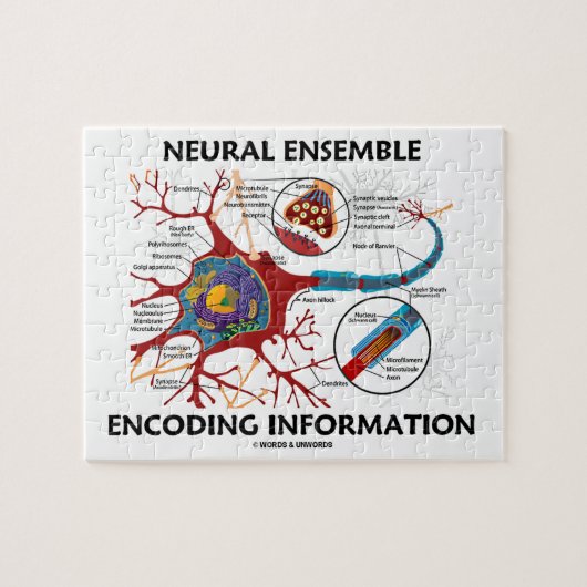 Neurale Ensemble Encoding Information Neuron Legpuzzel (Horizontaal)