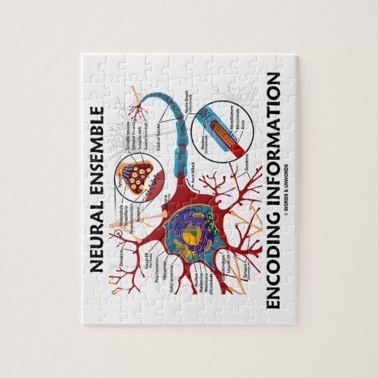 Neurale Ensemble Encoding Information Neuron Legpuzzel (Verticaal)