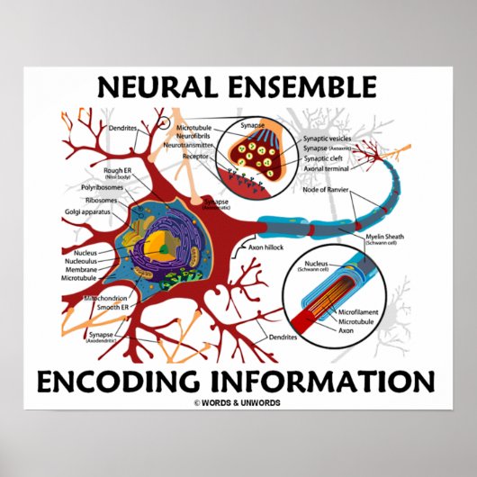 Neurale Ensemble Encoding Information Poster (Voorkant)