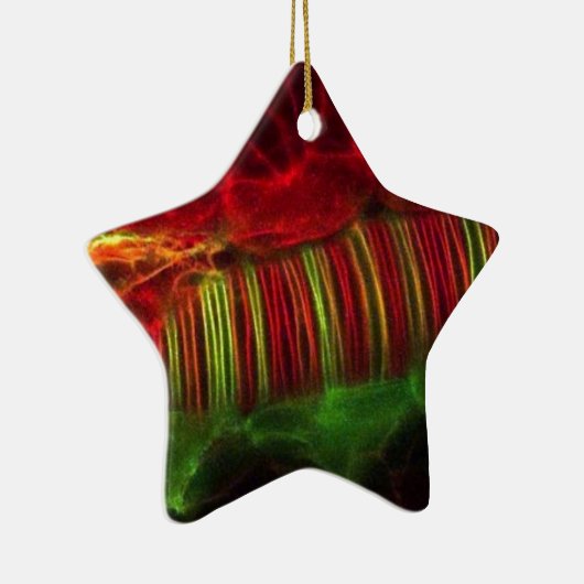 Neurale tube keramisch ornament (Rechts)