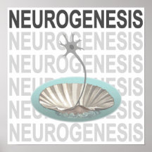 Neurogenese