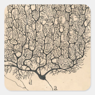 Neuron door Santiago Ramón y Cajal Vierkante Sticker