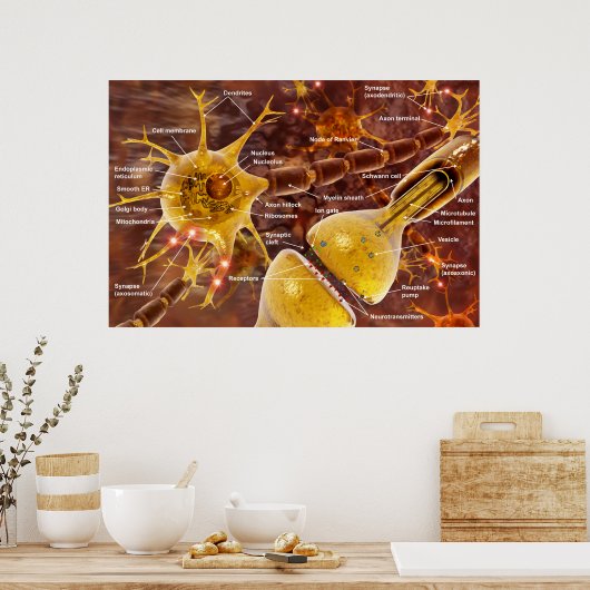 Neuron Poster (Keuken)
