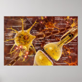 Neuron Poster (Voorkant)