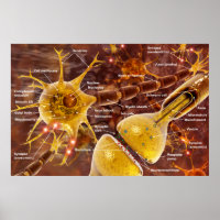 Neuron