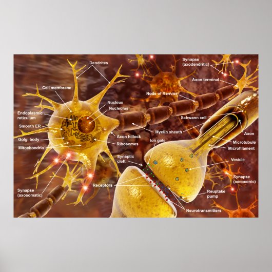 Neuron Poster (Voorkant)