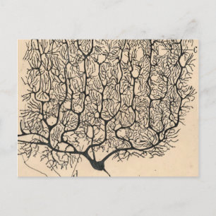 Neuron Tekening door Santiago Ramón y Cajal Briefkaart