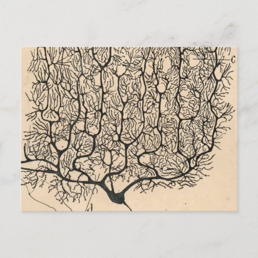 Neuron Tekening door Santiago Ramón y Cajal Briefkaart (Voorkant)