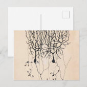  Neuron-tekening door Santiago Ramón y Cajal Briefkaart (Voorkant / Achterkant)