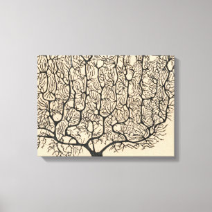 Neuron Tekening door Santiago Ramón y Cajal Canvas Afdruk