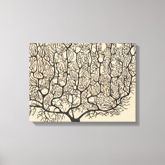 Neuron Tekening door Santiago Ramón y Cajal Canvas Afdruk (Voorkant)