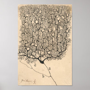 Neuron Tekening door Santiago Ramón y Cajal Poster