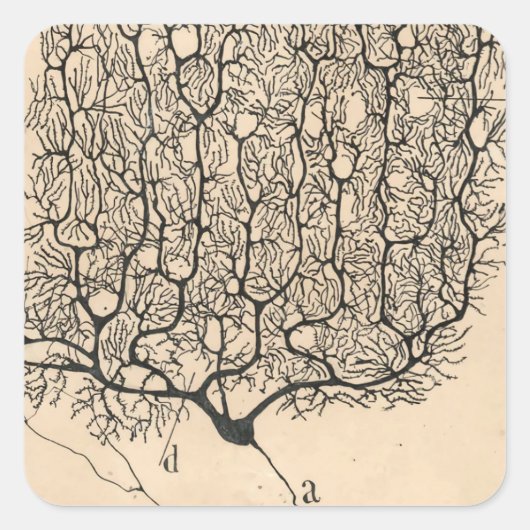 Neuron Tekening door Santiago Ramón y Cajal Vierkante Sticker (Voorkant)