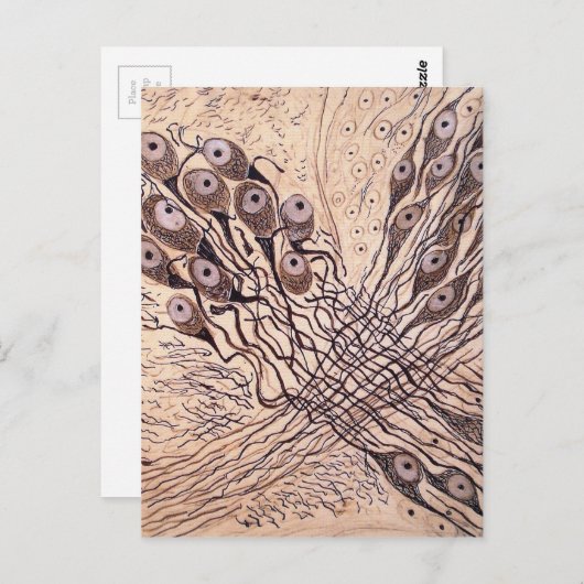 Neuronen van Cajal 1 Briefkaart (Voorkant / Achterkant)