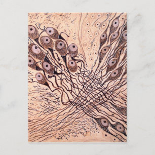 Neuronen van Cajal 1 Briefkaart
