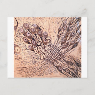 Neuronen van Cajal 1 Briefkaart