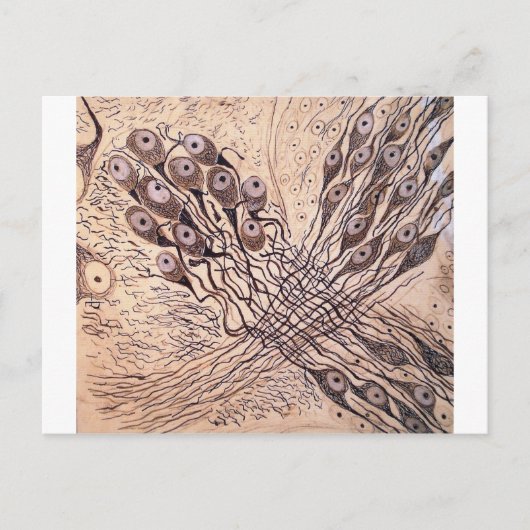 Neuronen van Cajal 1 Briefkaart (Voorkant)