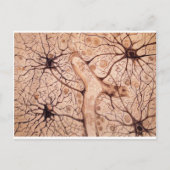 Neuronen van Cajal 3 Briefkaart (Voorkant)