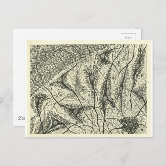 Neuronen van Cajal 4 Briefkaart (Voorkant / Achterkant)