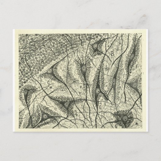 Neuronen van Cajal 4 Briefkaart (Voorkant)