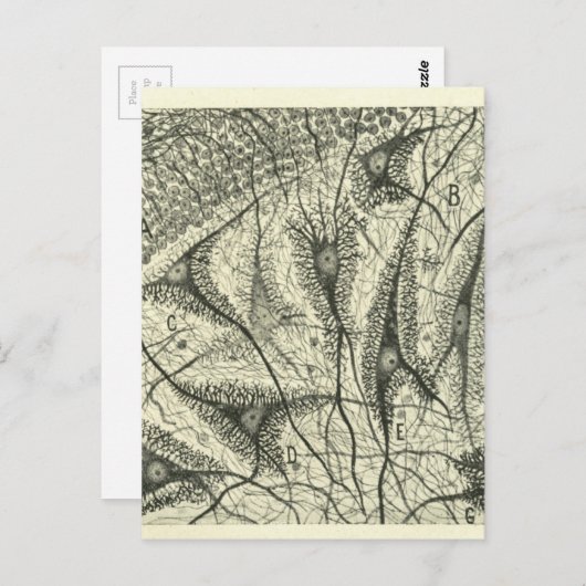 Neuronen van Cajal 4 Briefkaart (Voorkant / Achterkant)