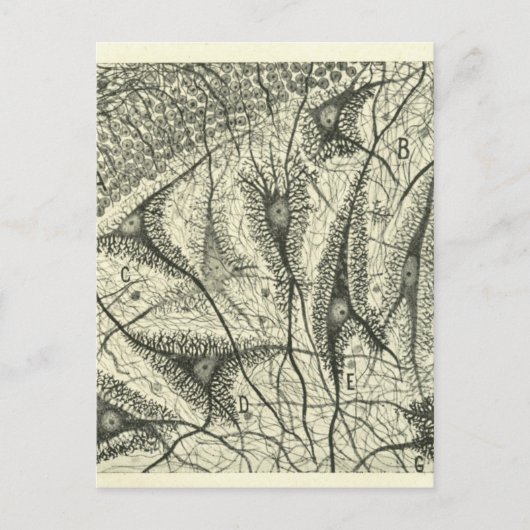 Neuronen van Cajal 4 Briefkaart (Voorkant)