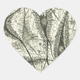 Neuronen van Cajal 4 Hart Sticker