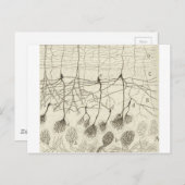 Neuronen van Cajal 8 Briefkaart (Voorkant / Achterkant)