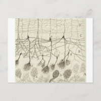 Neuronen van Cajal 8